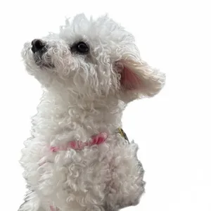 Yumi, a white miniature poodle